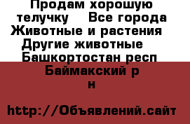 Продам хорошую телучку. - Все города Животные и растения » Другие животные   . Башкортостан респ.,Баймакский р-н